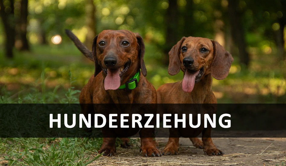 Hundeerziehung Hundeerziehung