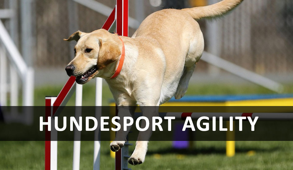 hundesport-agility