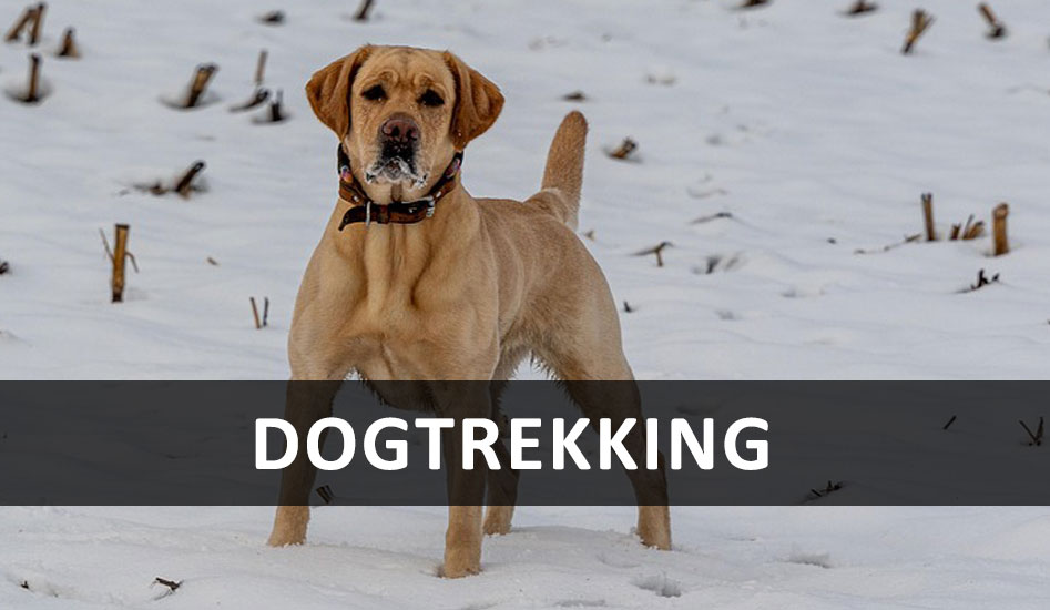 dogtrekking dogtrekking